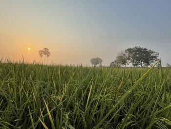 Crops growing on field against sky during sunset