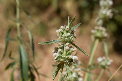 Close-up of white flowering plant