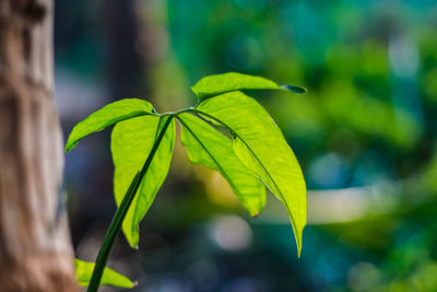 Close-up of green plant