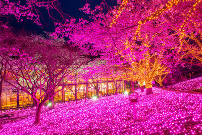 Pink cherry blossoms in park