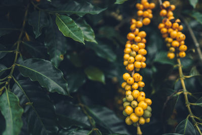 Close-up of red berries growing on coffee plant