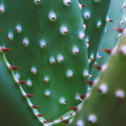 Plant close-up texture. cactus. plants lover concept. colors design