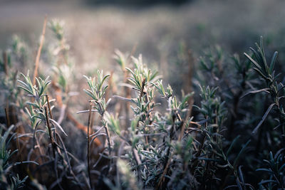 Close-up of dry plants on field