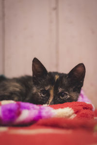 Close-up portrait of a cat