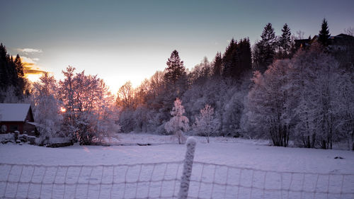 Trees on snow covered land against sky