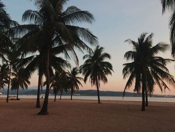 Palm trees on beach against clear sky