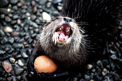 Short clawed otter showing off its dinner, whilst always keeping a hold of its egg ready for afters