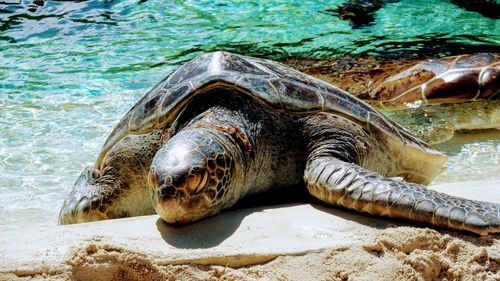 Turtle resting on beach