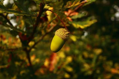 Close-up of fruit growing on tree