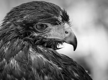 Close-up of a bird