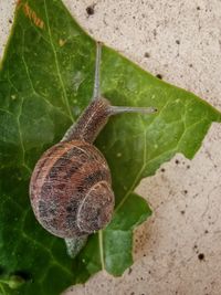 Close-up of snail on leaf