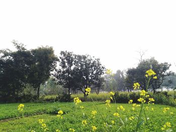 Scenic view of yellow flowering plants on field against clear sky