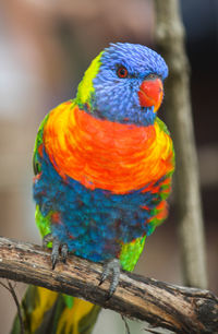 Close-up of parrot perching on branch