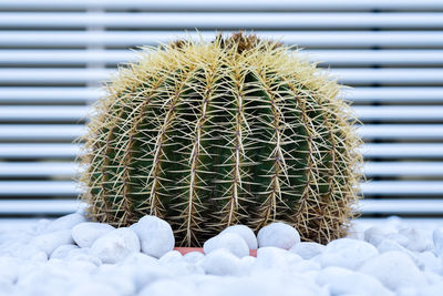 Close-up of cactus in potted plant