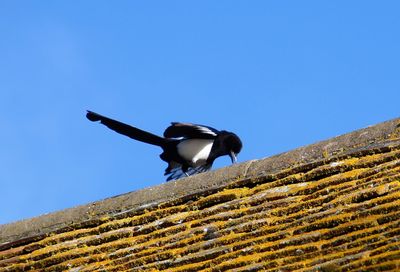 Low angle view of bird on roof against clear blue sky