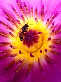 Close-up of bee pollinating on pink flower