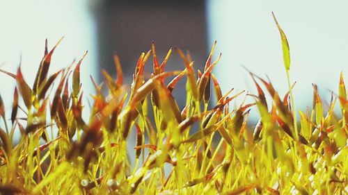 Close-up of plants