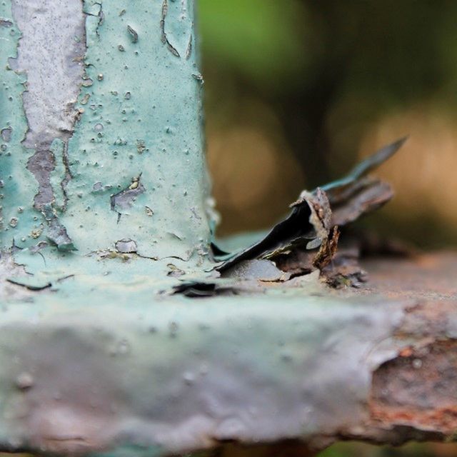 animals in the wild, one animal, animal themes, wildlife, insect, focus on foreground, close-up, selective focus, nature, day, outdoors, dragonfly, no people, full length, textured, wood - material, animal antenna, tree trunk, wall - building feature, side view