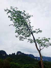 Low angle view of tree against sky