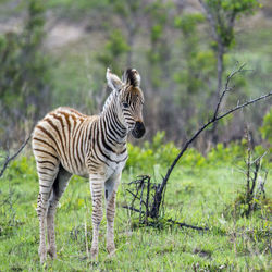 Giraffe standing on grass