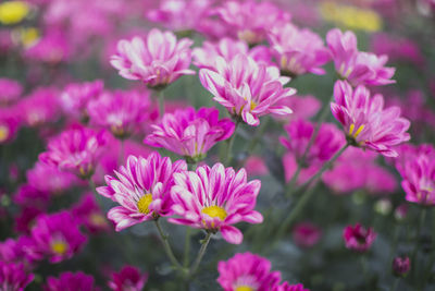 Close-up of pink flowering plants