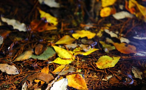 Close-up of dry maple leaves during autumn