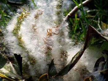 Close-up of insect on plant