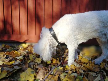 Close-up of dog during autumn