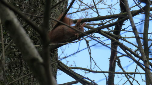 Low angle view of squirrel on bare tree