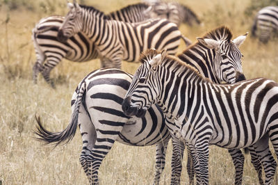 Zebras in a field