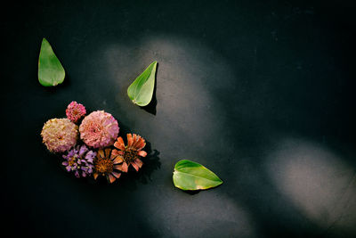 High angle view of flowering plant leaves floating on water