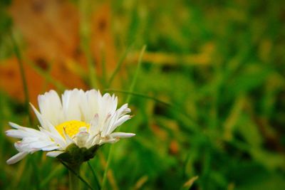 Close-up of yellow flower blooming outdoors