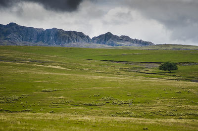 Scenic view of field against sky