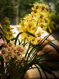 Close-up of yellow flowers