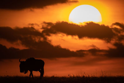 Silhouette wildebeest standing on field against orange sky during sunset