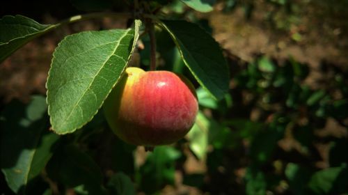 Close-up of fruits growing on tree