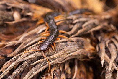 Close-up of insect on wood