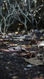 Surface level of dry leaves on field