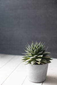 Close-up of potted plant on table