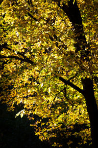 Low angle view of fresh yellow flowers on tree