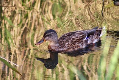 Duck swimming in lake