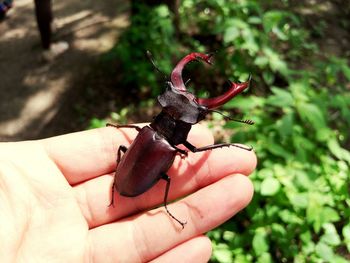 Cropped image of hand holding beetle