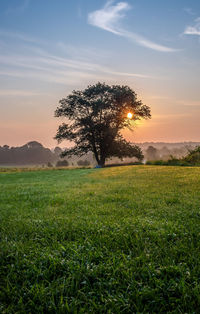 Tree on field against sky during sunset