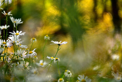 Close-up of white flowering plants on field