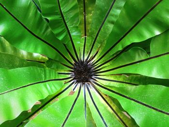 Full frame shot of green leaf