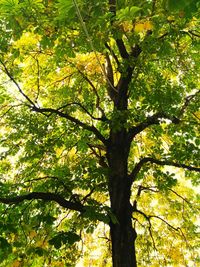 Low angle view of tree