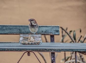 Close-up of bird perching on railing