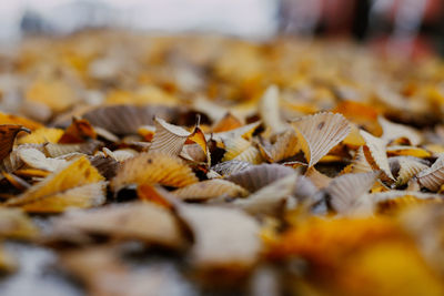 Close-up of autumnal leaves