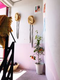 Potted plants on table at home