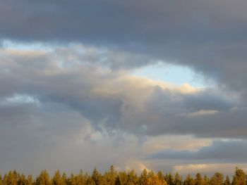 Low angle view of trees against sky during sunset